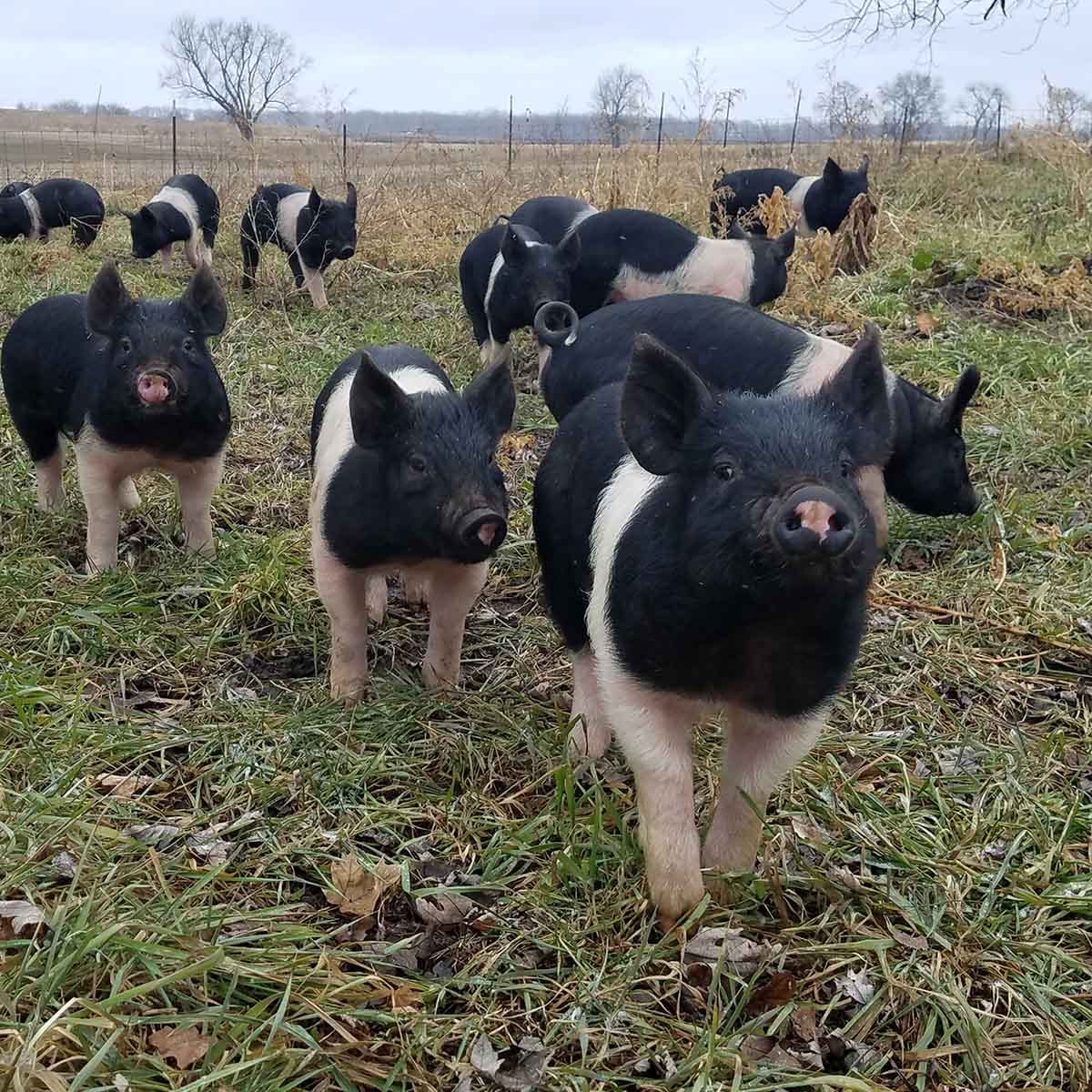 All Grass Farms — 1